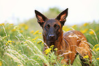 Hollandse Herder Portrait