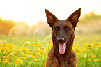 Hollandse Herder Portrait