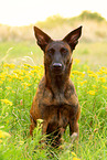 sitting Hollandse Herder