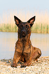 lying Hollandse Herder