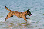 running Hollandse Herder