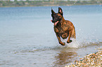 running Hollandse Herder