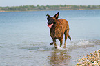running Hollandse Herder