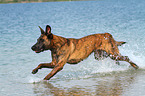 running Hollandse Herder
