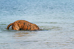 diving Hollandse Herder