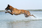 jumping Hollandse Herder