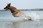 jumping Hollandse Herder