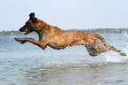 jumping Hollandse Herder