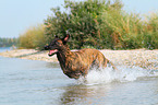 running Hollandse Herder