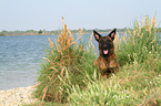 lying Hollandse Herder