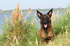 lying Hollandse Herder