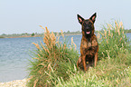 sitting Hollandse Herder