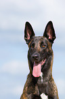 Hollandse Herdershond Portrait