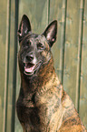 male Hollandse Herder