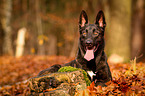 lying Hollandse Herdershond