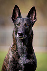 Hollandse Herdershond Portrait
