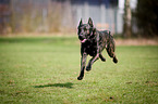 running Hollandse Herdershond
