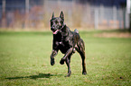 running Hollandse Herdershond