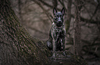 sitting Hollandse Herdershond
