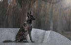 sitting Hollandse Herdershond