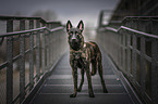 standing Hollandse Herdershond