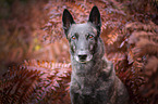 Hollandse Herder Portrait