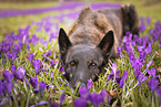 lying Hollandse Herder
