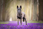Hollandse Herder