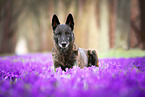 lying Hollandse Herder