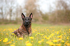 lying Hollandse Herder