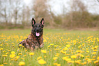 lying Hollandse Herder
