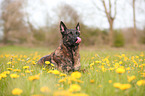 lying Hollandse Herder