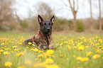 lying Hollandse Herder