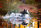 male Hollandse Herder
