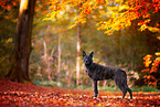 male Hollandse Herder