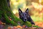 male Hollandse Herder