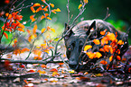 male Hollandse Herder