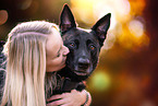 male Hollandse Herder
