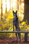 male Hollandse Herder