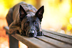 male Hollandse Herder