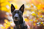male Hollandse Herder