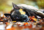 male Hollandse Herder