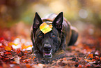 male Hollandse Herder