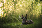 Hollandse Herder