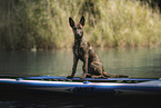 Hollandse Herder