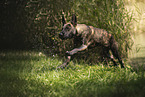Hollandse Herder