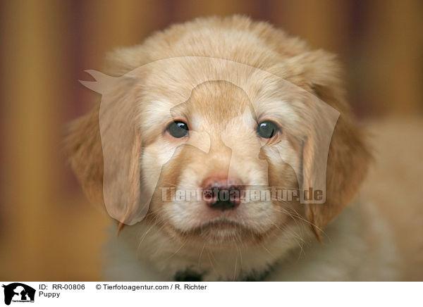 Puppy / RR-00806