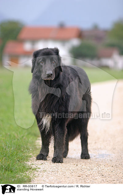 stehender / standing Hovawart / RR-00817
