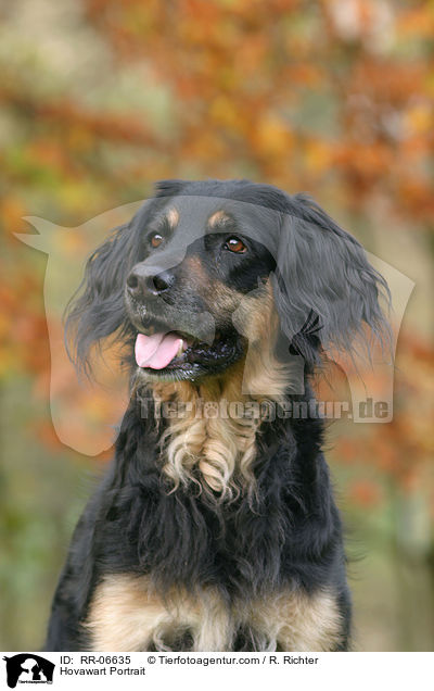 Hovawart Portrait / Hovawart Portrait / RR-06635