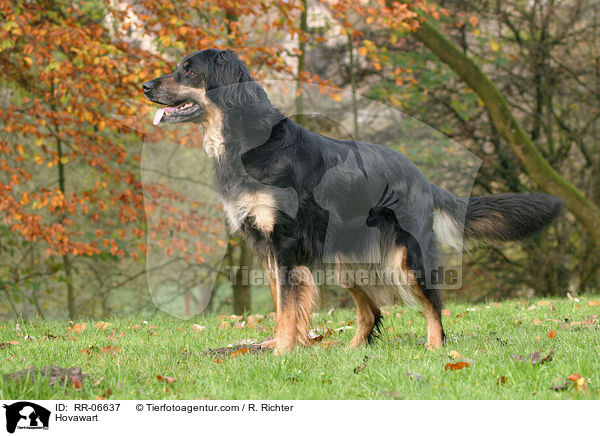 Hovawart / Hovawart / RR-06637